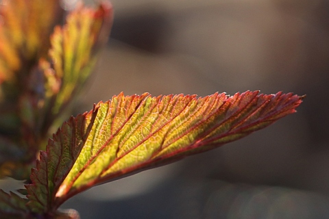 Kari-Utti-Kari-Utti-makroja-4