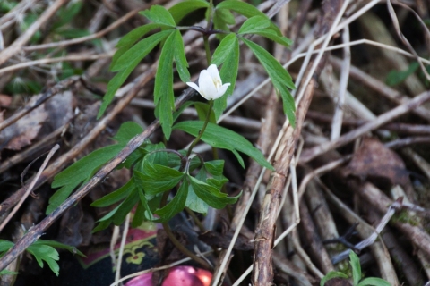 Kari-Utti-Myllynkulmankoski-8