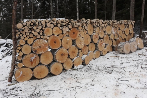 Pihakoivu elinkaarensa päässä - Aaro Rantanen