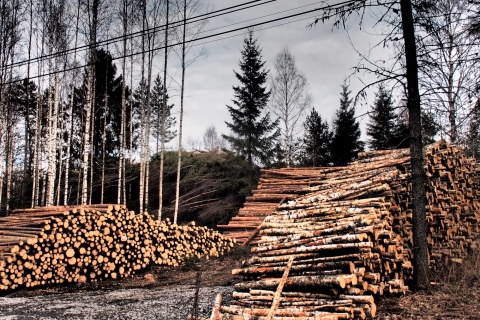 Pinossa 2 - Markus Puranen