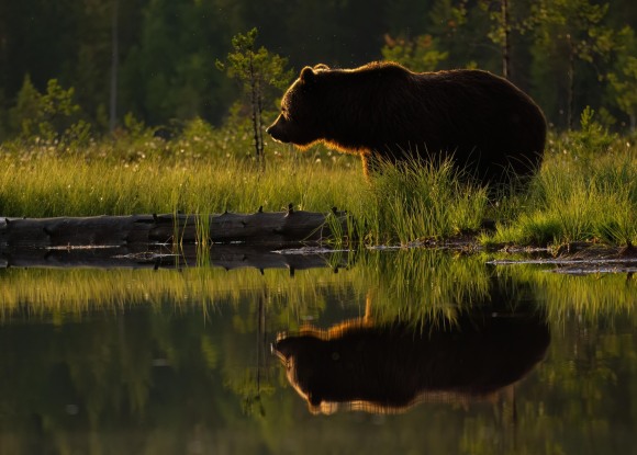 5_karhu-ja-kuvajainen
