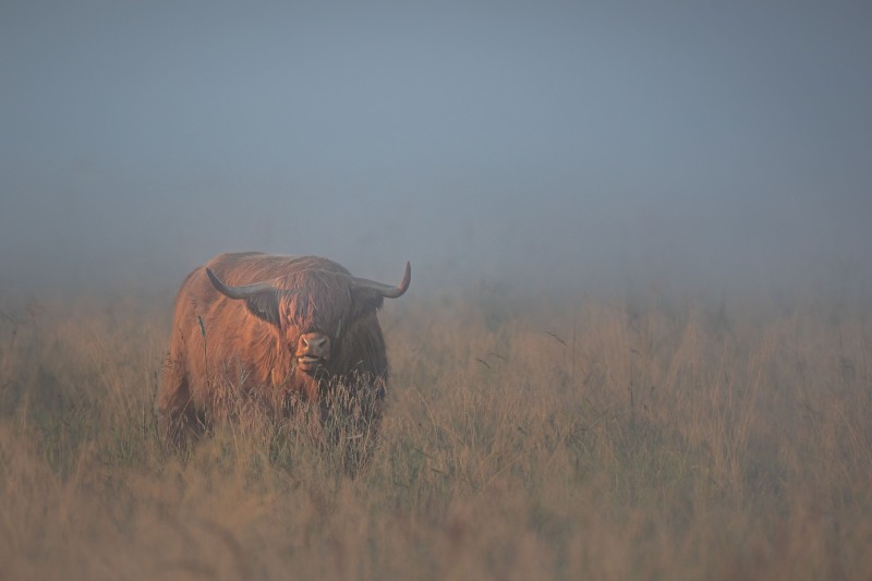 Tarmo Syväpuro - Mulli
