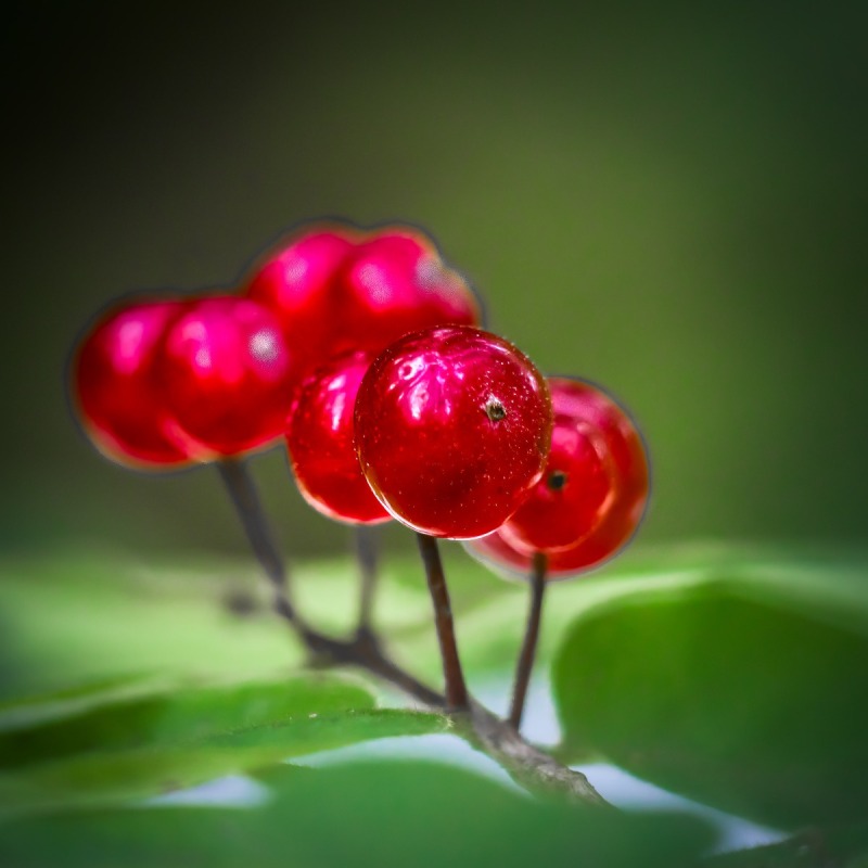 Tarmo Syväpuro - Vappupallot