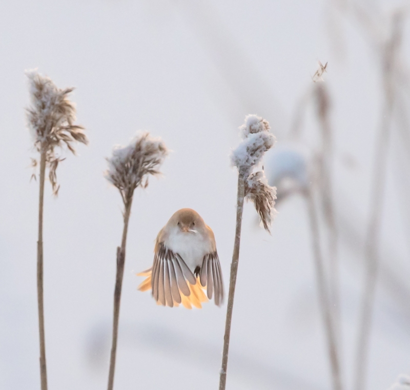 Pirjo Uimonen - Hups