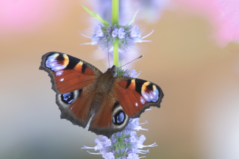 Pirjo Uimonen - Kesällä