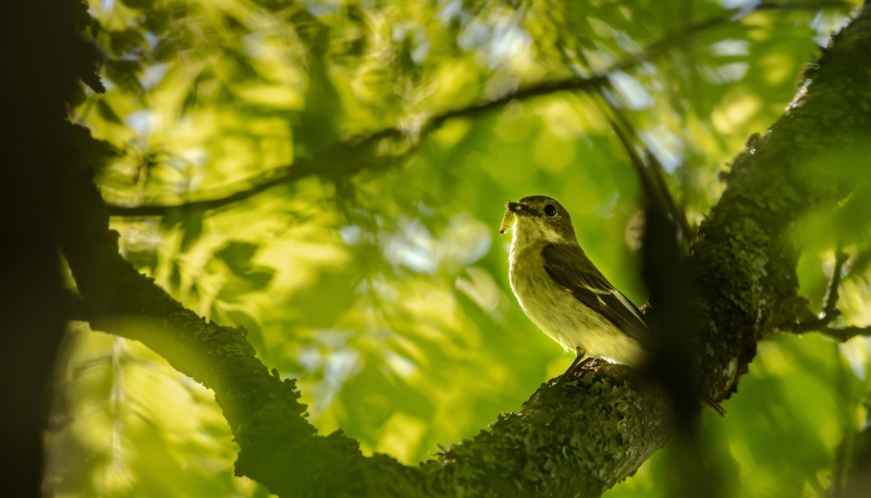 Matti Uimonen - Saalis