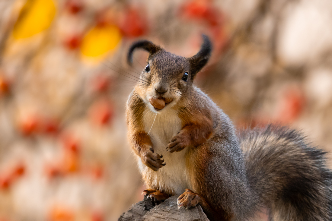 4_Orava_tuulimyllyna_Annette_Thome