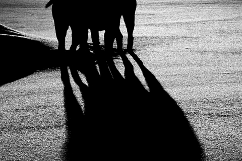 Jari Lappalainen - Kahdeksanjalkainen