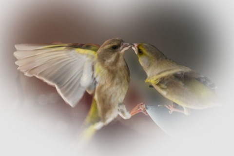 Hannele Aalto - Ystävyys