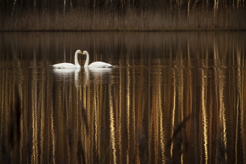 Jari Lappalainen - Kultainen hetki
