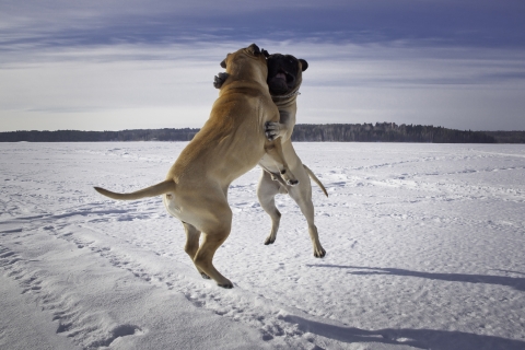 Jari Lappalainen - Ilmahali