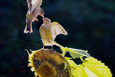 Hannele Aalto - Auringonkukka