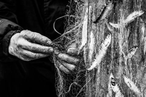 07_marraskuun-muikut