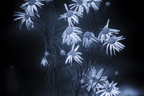 Heikki-Pulkkinen-Rupsahtanut