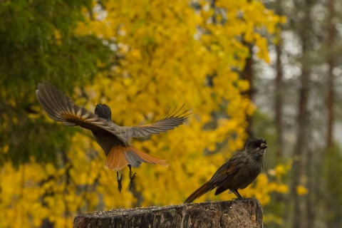 Tuomo Seppänen - Ero