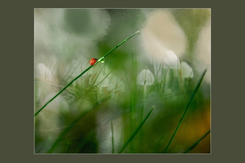 Tuula-Pitkälahti-Viimeinen-ponnistus