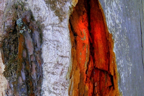 Anja Mikonsaari - f1183360