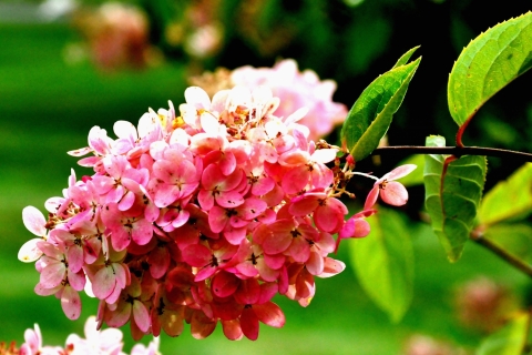 Kari-Untola-Syyshortessa