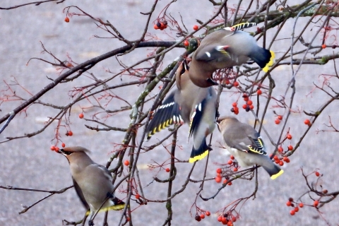 Markku-Rantanen-DSCN1834