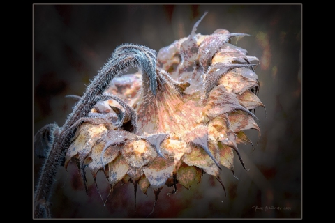 Pentti-Pitkälahti-lokakuun_auringonkukka