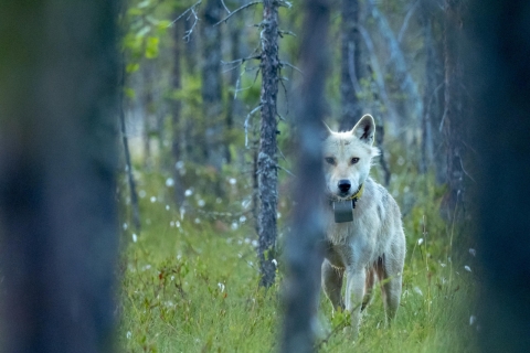 Tuomo-Seppänen-pantasusi