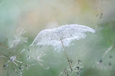 Tuula-Pitkälahti-Keijun-päivänvarjo