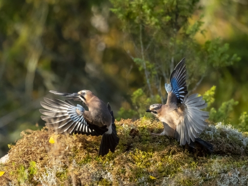 Tuomo Seppänen - Närhet