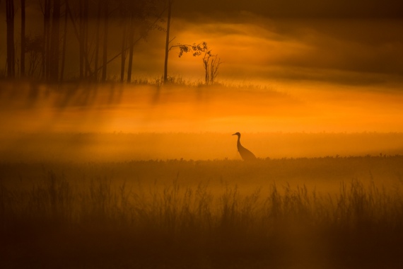 Tarmo Syväpuro - Aamu usvassa