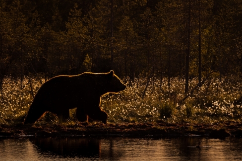 Tarmo Syväpuro - Illan kontio