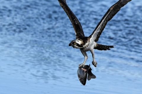 Jouko Santala - Saallistus