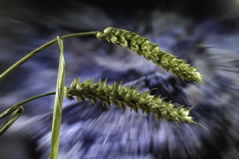 Heikki Pulkkinen - Vehnä