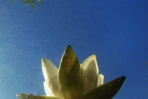 Kari Utti - Veden alta