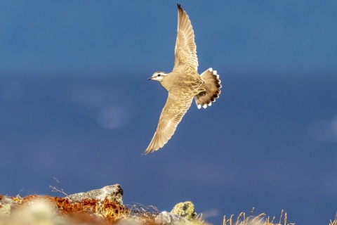 Tuomo Seppanen - Keräkurmitsa lennossa