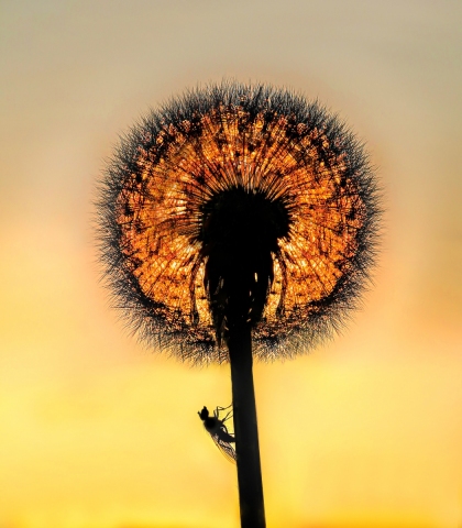 005-Harri-Huittinen-Vuosikilpailu-2021-Auringonkaverit