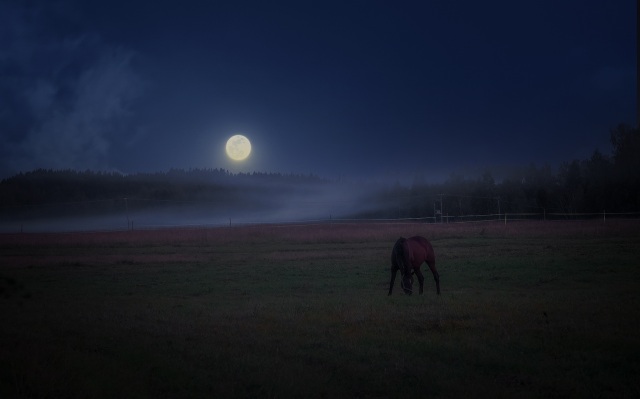 007-Pentti-Pitkalahti-hevo-kuutamolla