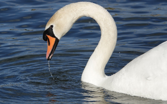 Markku Rantanen - Kyhmyjoutsen