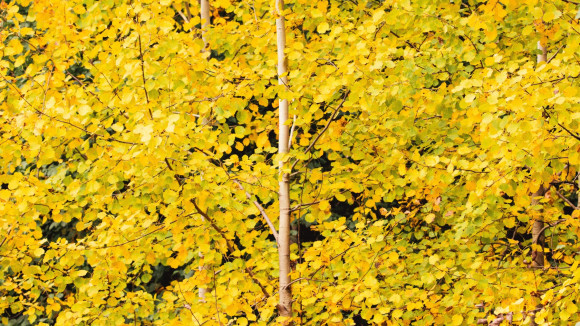 Markus Puranen - Helisevät lehdet