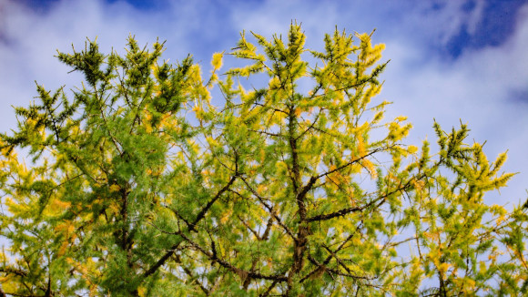 Markus Puranen - Lehtikuusi