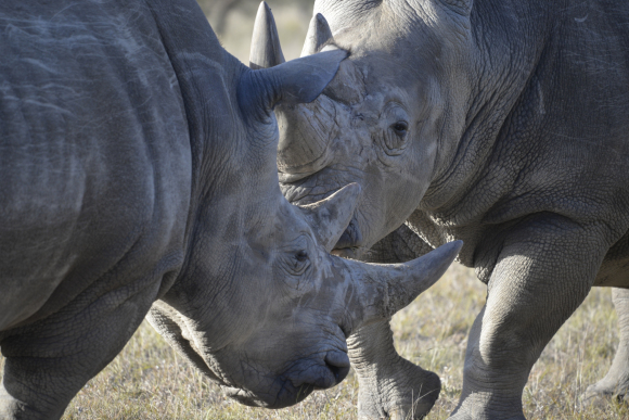 Seppo Ronkonen - Lähdetäänkö syömään
