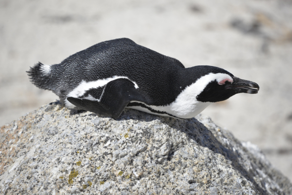 Seppo Ronkonen - Päiväunilla
