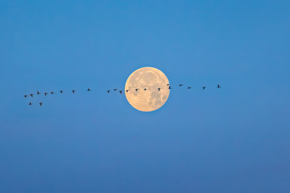 Tarmo Syväpuro - Muuttomatka