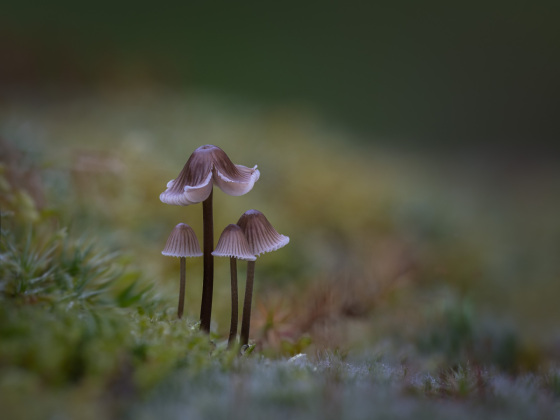 Tarmo Syväpuro - Suojassa