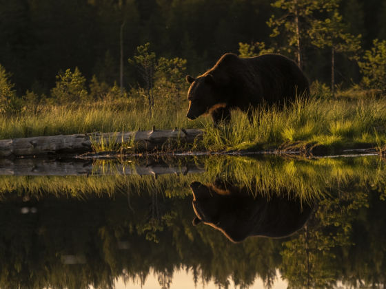 Tuomo Seppanen - Karhu ja kuvajainen