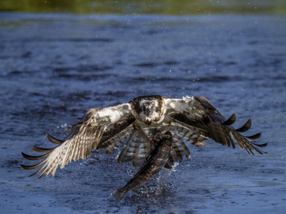 Tuomo Seppänen - Saalistus onnistui