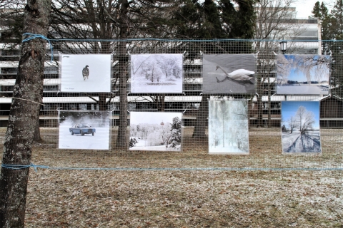 Tiina-Bragge-Jään-ja-valon-juhla-3