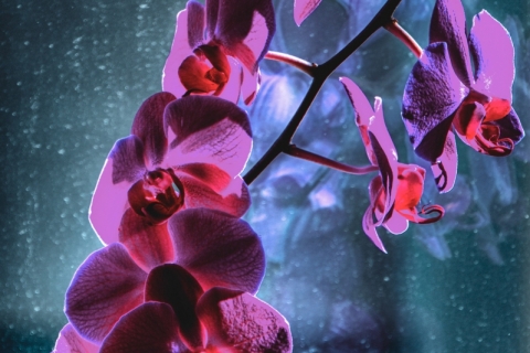 Orkidea