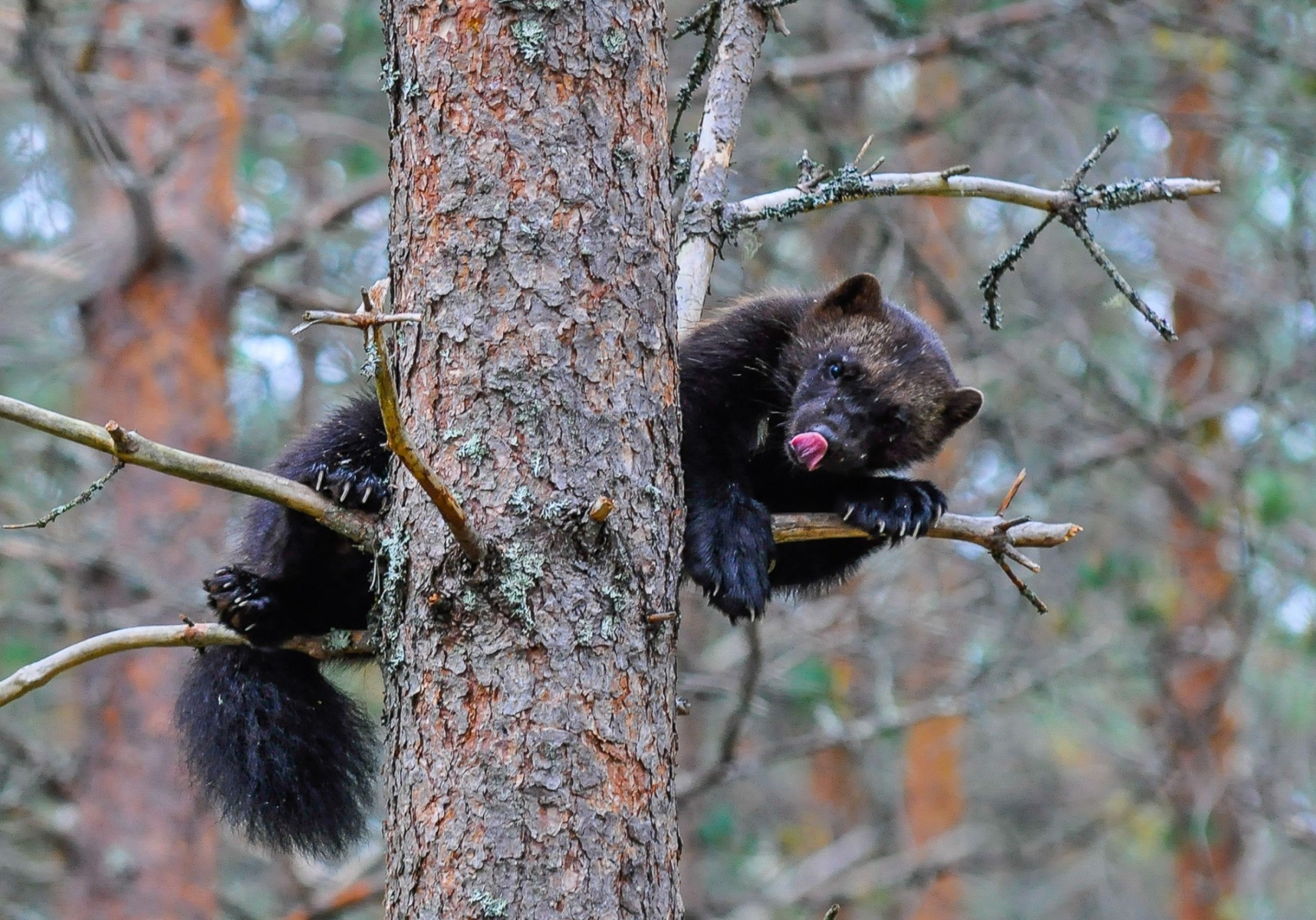 Jouko Santala - Ahma puussa