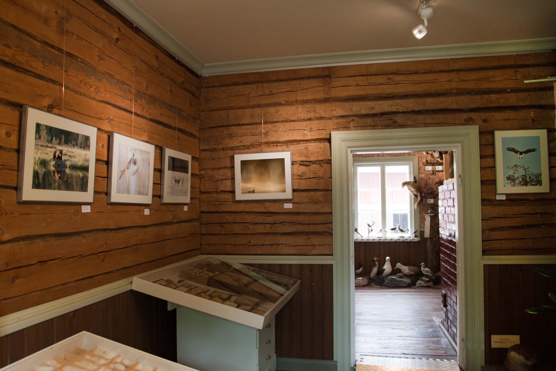 Lintutarha-näyttely-2020-011